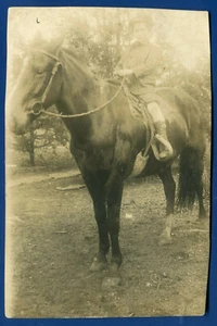 Champ Clark Maupin boy on horse back real photo postcard RPPC - Picture 1 of 2