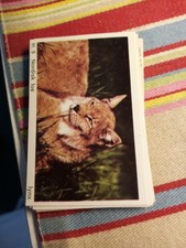 Pt3 Trade Card Dandy Gum Wild Animals  H 9 lynx 