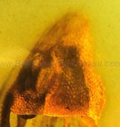 Burmite Amber Fossil - SC5219 Rare Lizard Head and Tail w/ Certificate