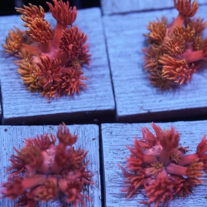 Hotline Miami Goniopora Flower Pot LPS Aquatic Brethren Live Coral Frag - Picture 1 of 2