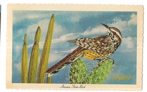 CACTUS WREN  Arizona State BIRD Desert Postcard AZ Painting Artist Ken Haag 1967 - Picture 1 of 2