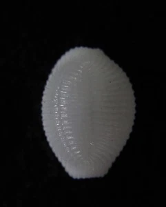 Seashell Trivia Oryza 8-9 mm gema - Imagen 1 de 3