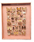 African  Butterflies Collection (50X39 cm) - Diorama Papilionoidea sp -