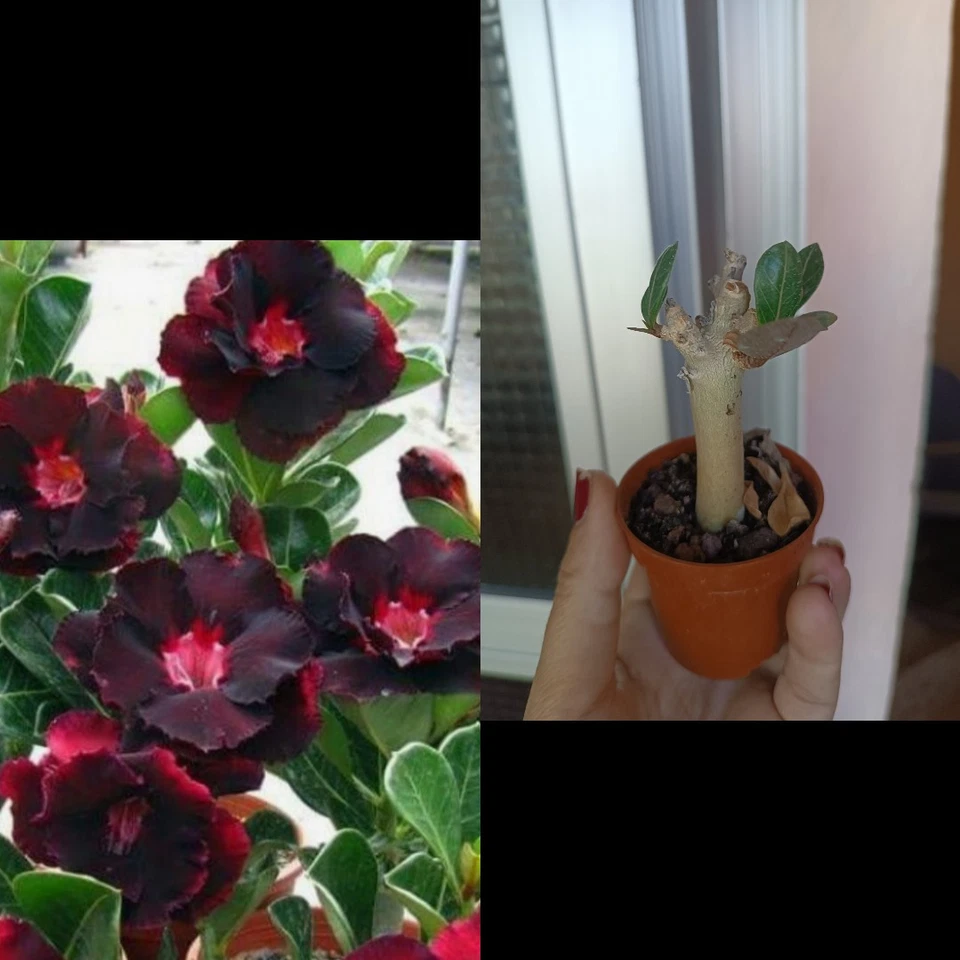 Rosa Del Desierto Adenium Obesum - Image 1 of 1