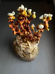 Micelio Liquido Ganoderma Lucidum Reishi Coltivazione Funghi - Foto 1 di 3