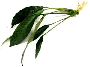 Anubias Congensis "Extra Large" (20-35cm) Live Aquarium Plants Fish Tank - Picture 1 of 2