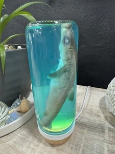 Vintage Taxidermy Shark In A Jar Real Preserved Shark Oddity Specimen Decor 6.5” - Picture 1 of 2