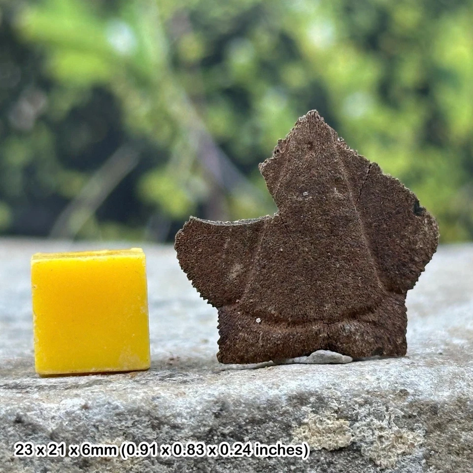 Small turtle nuchal scutes fossil (trachemys) | pleistocene era | genuine - Image 1 of 1