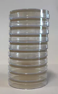 12pcs Pre-poured Nutrient Agar Petri Dishes in 90mm Plates - Picture 1 of 3