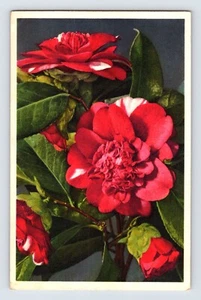 Cartolina Camelia Fiore Rosso Thor Gyger Stehli serie anni 40 non spedita - Foto 1 di 2