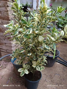 Ficus GIULIA Planta de Interior 90 cm altura ESPECTACULAR Unida purificante - Imagen 1 de 1