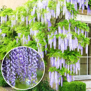 Wisteria sinensis | Blue Flowering Deciduous Hardy Climbing Garden Shrub Plant - Picture 1 of 27