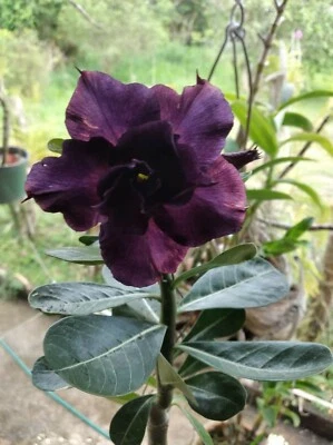 1 Desert Rose purple plant seedling Adenium Obesum   purple Baby Plant See  Pics - Image 1 of 4