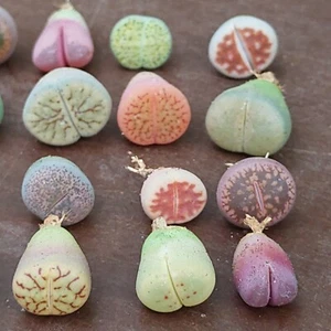 Plantas Baby Lithops, mezcla Lithops, lithops raras, mesembs, mezcla Lithops - Imagen 1 de 10