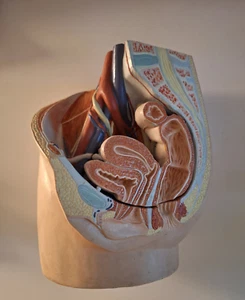Anatomie des weiblichen Beckens - Modell - 2-teilig - Bild 1 von 4
