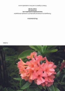 Greeting cards Rhododendron