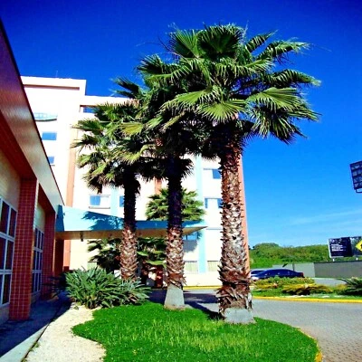 10 Mexican Fan Palm Tree Seeds (Washingtonia robusta) Tropical Cold Hardy Plant - Image 1 of 4