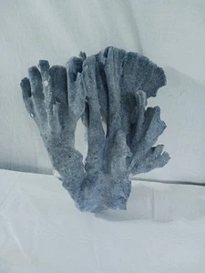Natural Blue Coral 10" X 6" X 7" - Picture 1 of 12
