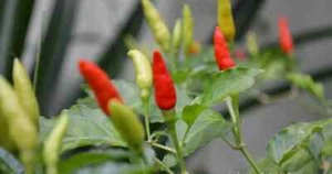 Kochchi chili 100 seeds free shipping world wide - Picture 1 of 5