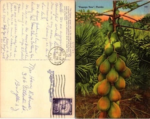 Vintage Postkarte - Papayabaum, Florida verschickt Jensen Beach, Florida 1960 - Bild 1 von 1