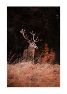 Poster Winter Nature Poster arredo casa salotto Poster su carta di alta qualita - Bild 1 von 30