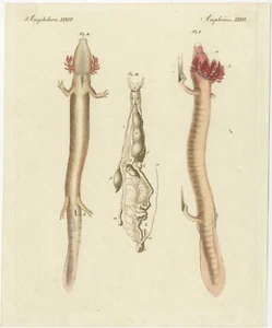Original Antique Print of the Olm or Proteus, an Aquatic Salamander - Picture 1 of 1