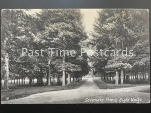c1908 - SAVERNAKE FOREST, Eight Walks - Picture 1 of 1