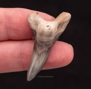 Golden Beach Venice Fossil Hemipristis Shark Tooth  1.60”  0983 - Picture 1 of 4