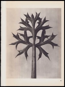 1942 Karl Blossfeldt Wunder in der Nature Photogravure Eryngium Bourgatti #84 - Picture 1 of 3