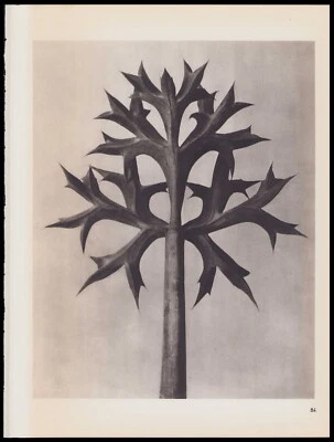 1942 Karl Blossfeldt Wunder in der Nature Fotograbado Eryngium Bourgatti #84 Foto 1 de 3