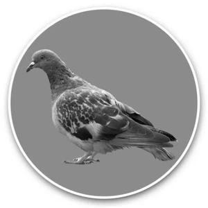 2 x Vinyl Stickers 25cm (bw) - Grey Pigeon Wildlife Bird #36218 - Afbeelding 1 van 8