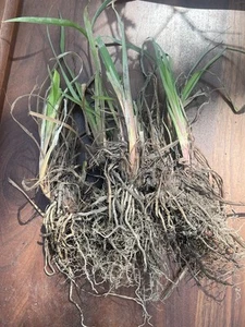Blue/Violet Siberian Iris Live Rhizomes Plants a 3 Root Clump - Picture 1 of 2