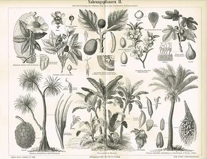 Tafel NAHRUNGSPFLANZEN / BANANE / DATTEL / BROTFRUCHT 1889 Original-Holzstich - Bild 1 von 1