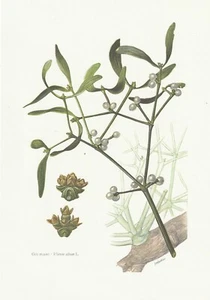 Planche 38 Histoire Naturelle Flore 2 : Gui blanc - Foto 1 di 1