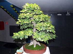 Carpino europeo, Carpinus betulus, semi di albero (colore autunnale, bonsai, topiario) - Foto 1 di 9