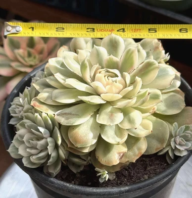 Importado Suculento Planta Viva Regalo Raro Suculento Decoración del Hogar Echeveria Onslow Foto 1 de 4