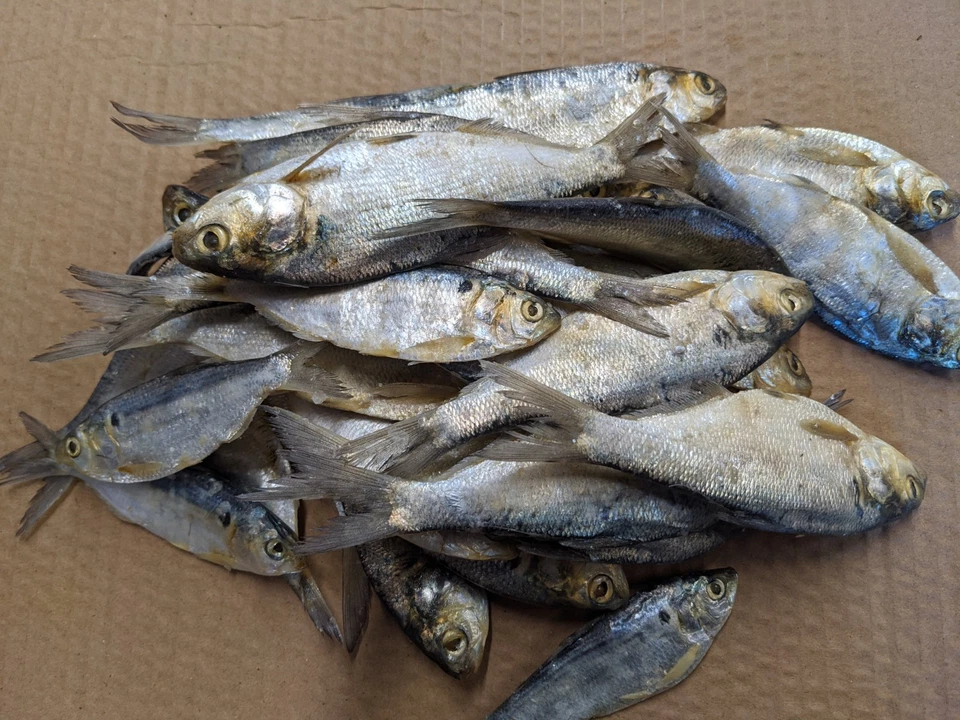 Bestbait Salted Shad Preserved Free Shipping