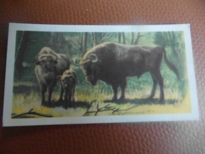 GB Brooke Bond "Wildlife in Danger" 1963 tea-card No.17 'European Bison'.