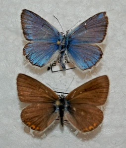 Polyommatus amandus, par - Imagen 1 de 1