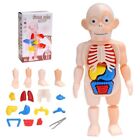 Early Learning Toy Hand-Eye Coordination Interactive 3D Human Body Puzzle