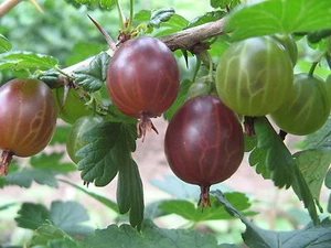 25 Graines de Groseille à Maquereau Méthode BIO seeds fruit rouge vivace jardin - Picture 1 of 3