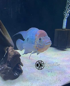 1  1/2” - 2  1/2” “Umbee” cichlid - Picture 1 of 6