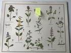 Vintage Macmillan School Educational print poster Nature Wild Flowers FREE POST