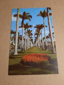 Postcard Southland Beauty Scene Royalty Palms - Picture 1 of 2