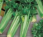 300x Bleichsellerie Green Sleeves Apium graveolens Gemüse Pflanzen - Samen K603
