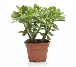 Crassula Ovata Sukkulente im Topf 17 cm | Jadebaum | Geldpflanze - Bild 1 von 1