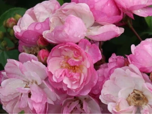 Kletterrose Rose Lavender Siluetta® leicht duftend 7,5 L Topf - Bild 1 von 3
