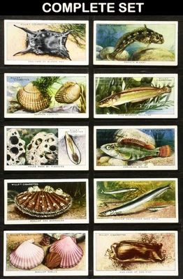 THE SEA-SHORE WILLS Cigarette Cards 1938 Complete Set 50 GOOD CONDITION - Image 1 of 4