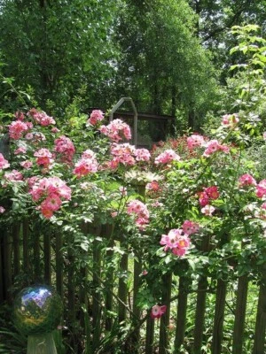 8 Unrooted Cuttings  True Southern Old-Fashioned Running/Climbing Roses Heirloom - Image 1 of 3