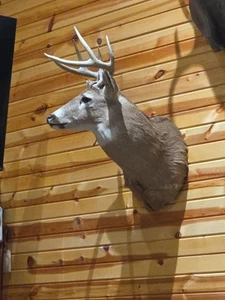 White Tail Deer Shoulder Mount 8-Point Real - Picture 1 of 6